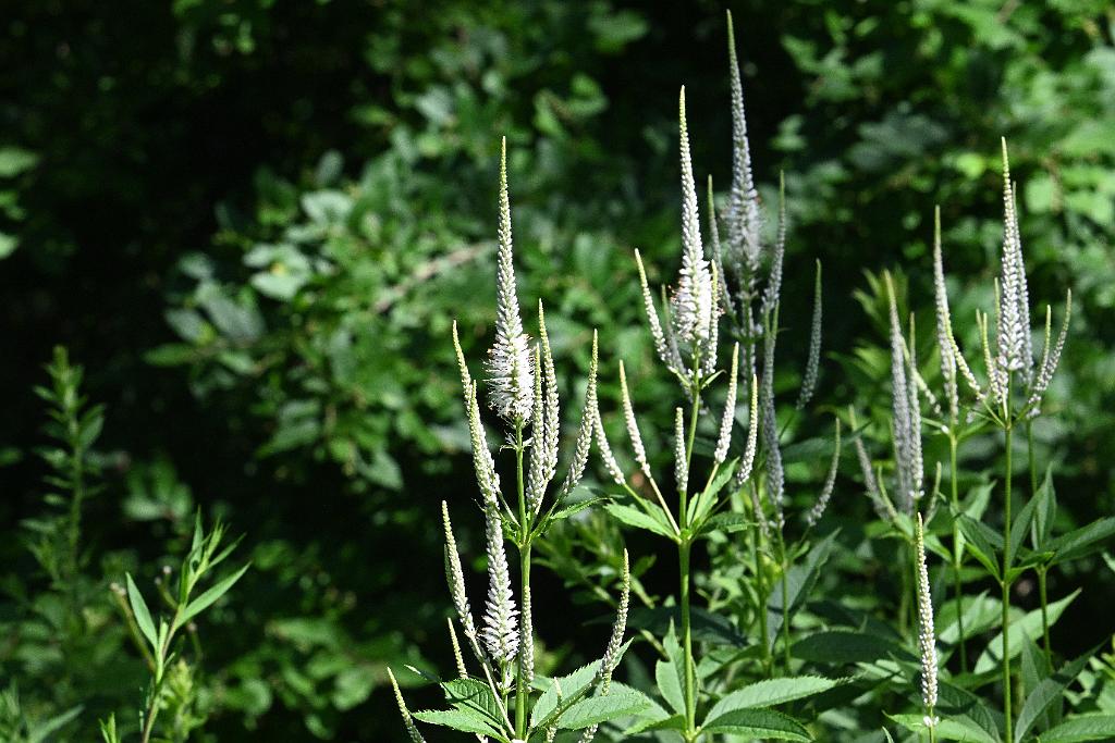 2025-07229789 Wachusett Meadow, MA.JPG - Culver's Root (Veronicastrum virginicum). Wachusett Meadow Wildlife Sanctuary, MA, 7-22-2025